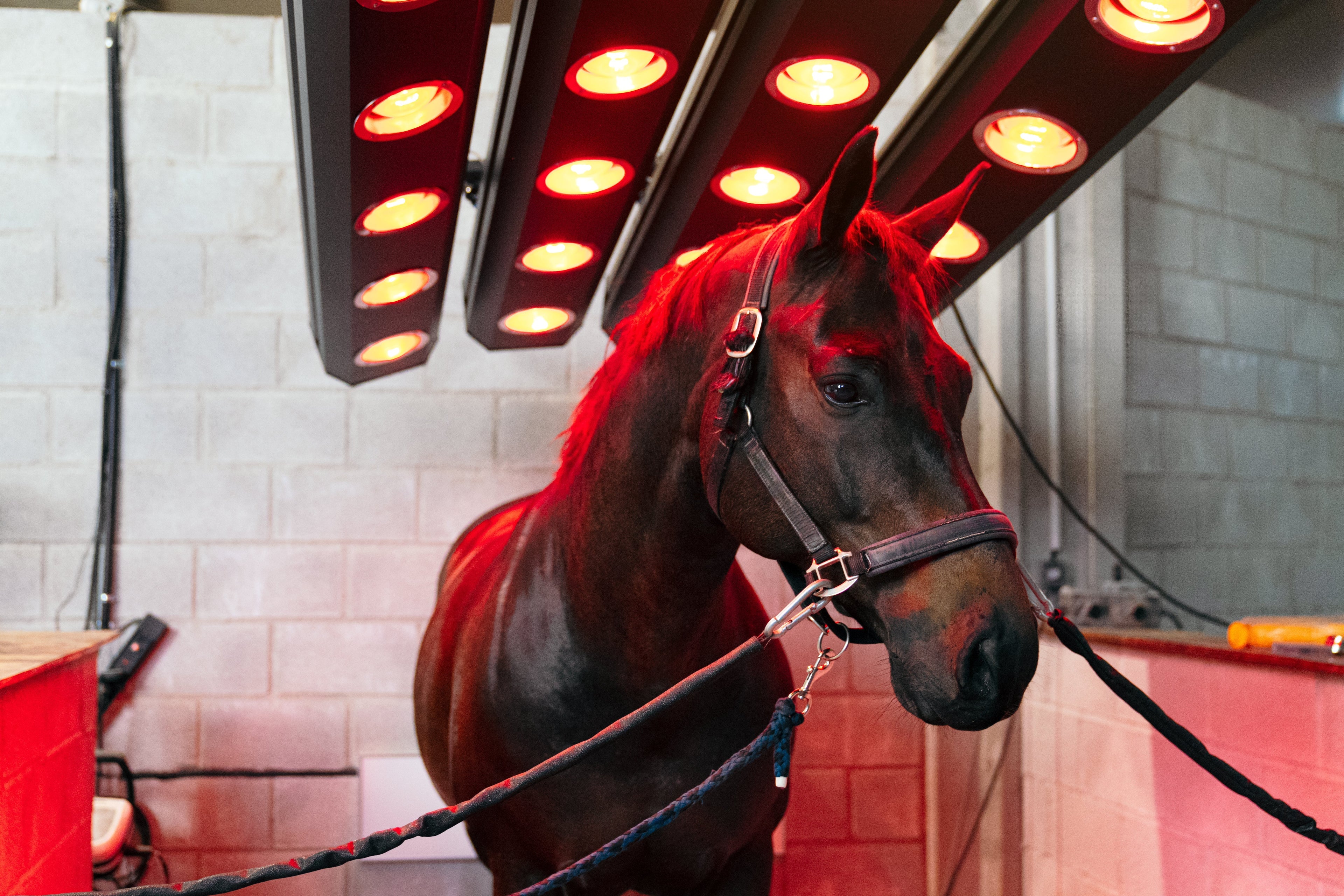 bay horse in stall infrared therapy light sports medicine comforting