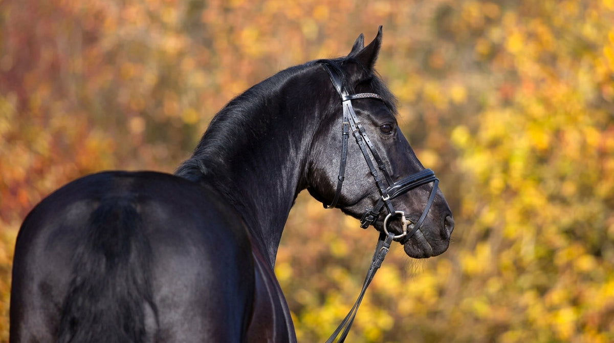 Beneath the Muscle: Insulin Dysregulation in Sport Horses