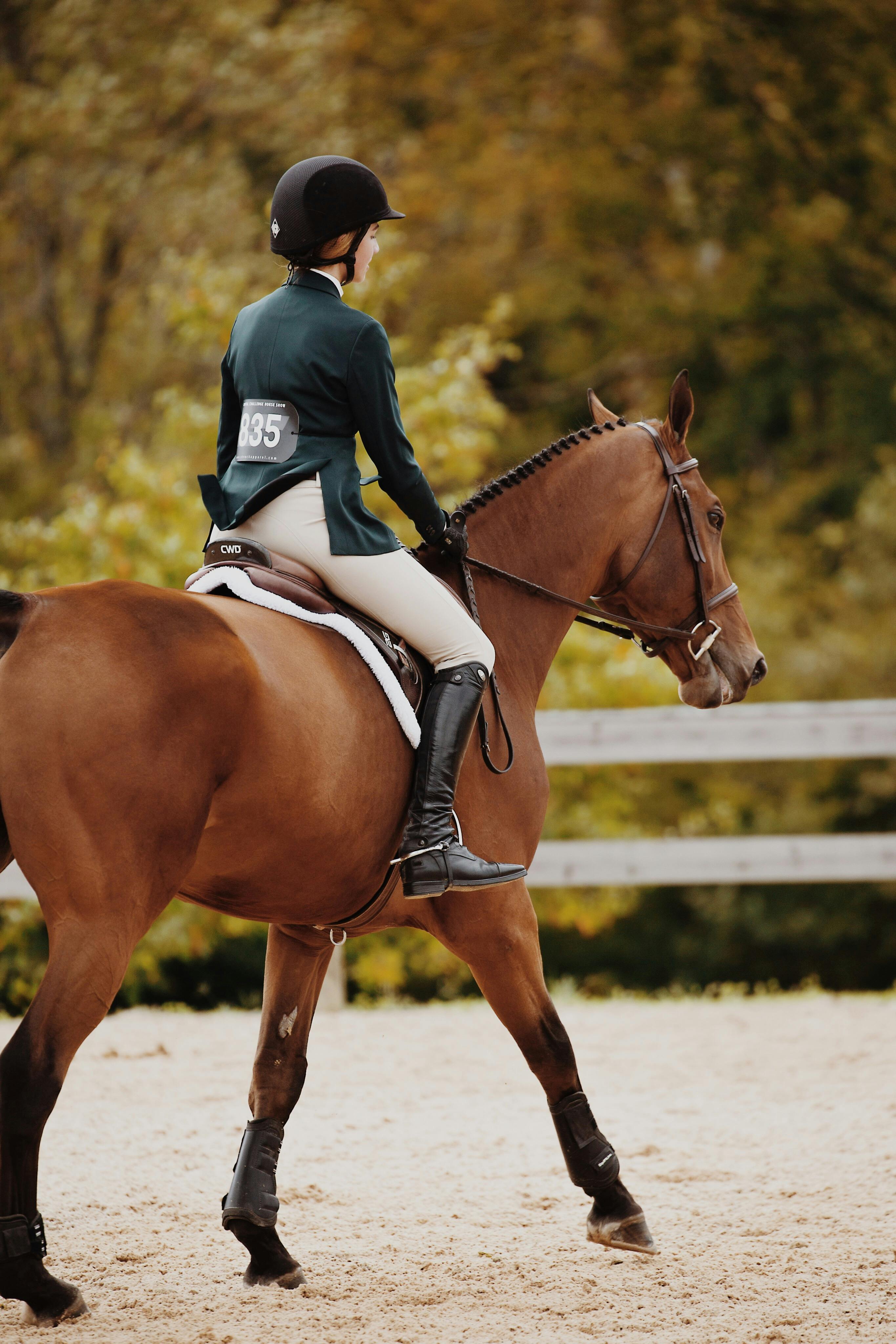 Hunter horse and rider cantering quietly through an outdoor show ring, demonstrating soft, rhythmic movement between fences