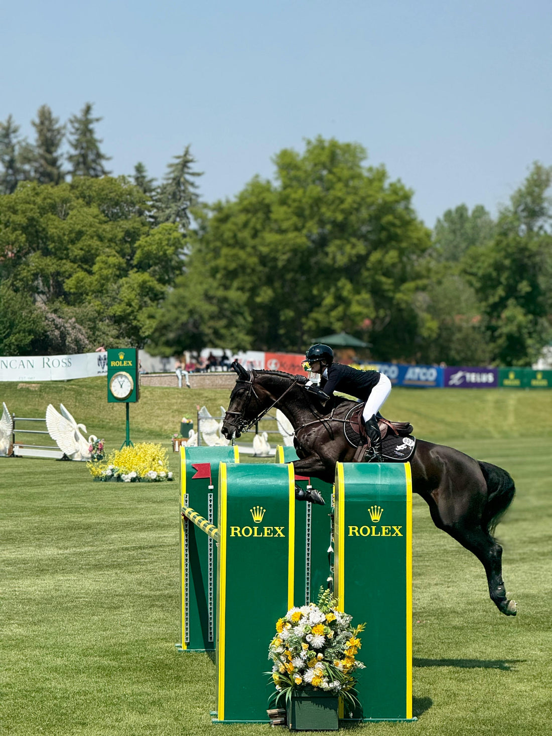 black horse jumping 1.50m green Rolex oxer in grass outdoor field